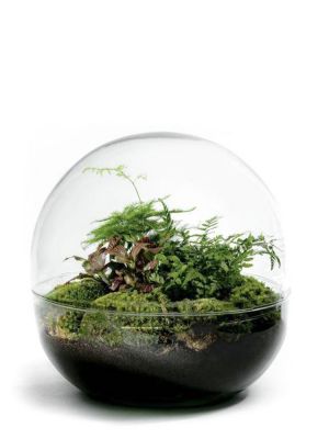 Biodome Terrarium - 3 plants