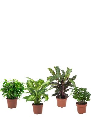 Set de plantes de cuisine