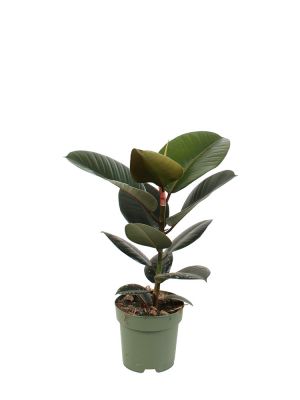 Ficus Elastica Robusta 