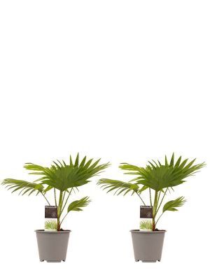 Livistona Rotundifolia duo
