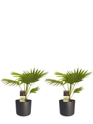 Livistona Rotundifolia duo