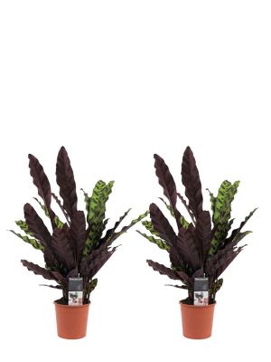 Calathea Lancifolia Insigne duo