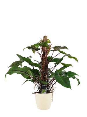 Philodendron Red Emerald mit Moosstab
