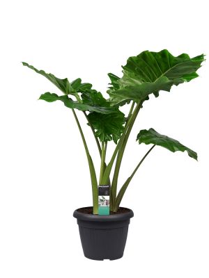 Elephant Ear Live Indoor Plant in Growers Pot Diameter 12 cm Choice of Green Quality from Holland Fresh from The Grower Height 45 cm Set of 2 Alocasia Lauterbachiana