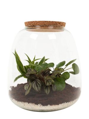 Terrarium - Pilea, Spider plant & Peperomia