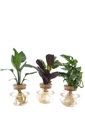 Set de plantes Intenz