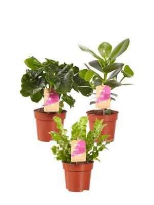 Air-purifying plant mix