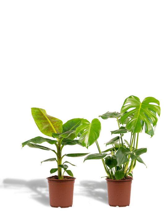 Set de plantes d'entretien réduit