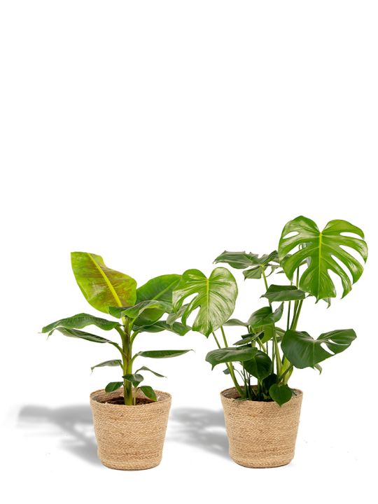 Set de plantes d'entretien réduit