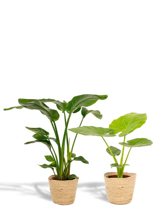 Set de plantes indispensable