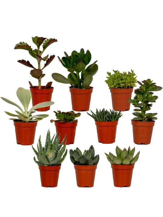 Succulentes set