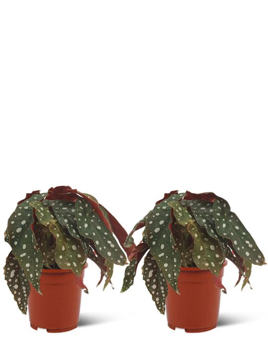 Begonia Maculata duo
