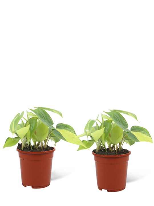 Philodendron Scandens Brasil duo