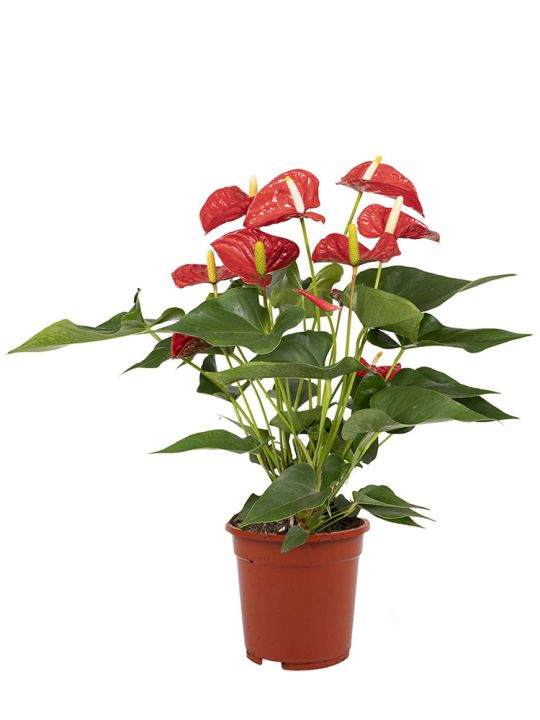 Anthurium Andraeanum Red Champion