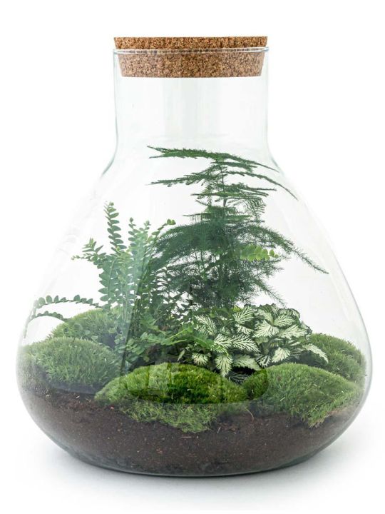 Erlenmeyer Terrarium - 3 plantes