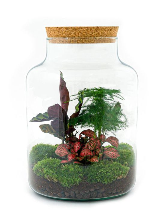 Omkleden Humaan cultuur Planten terrarium kopen - Ecosysteem in glazen pot