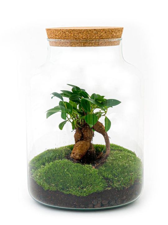 Ficus Bonsai Milky Terrarium