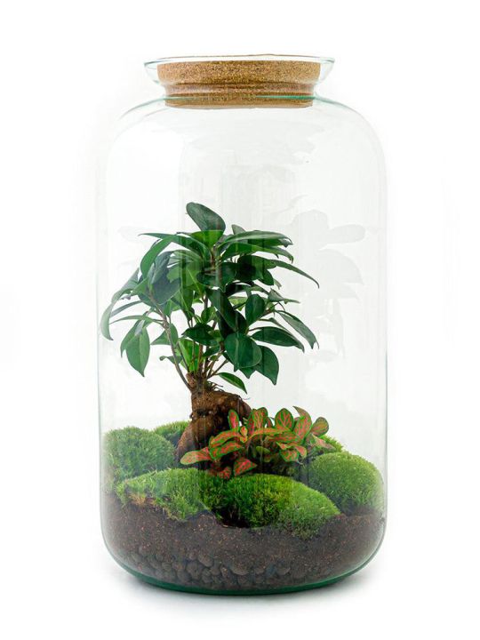 Ficus Bonsai Cylinder Terrarium