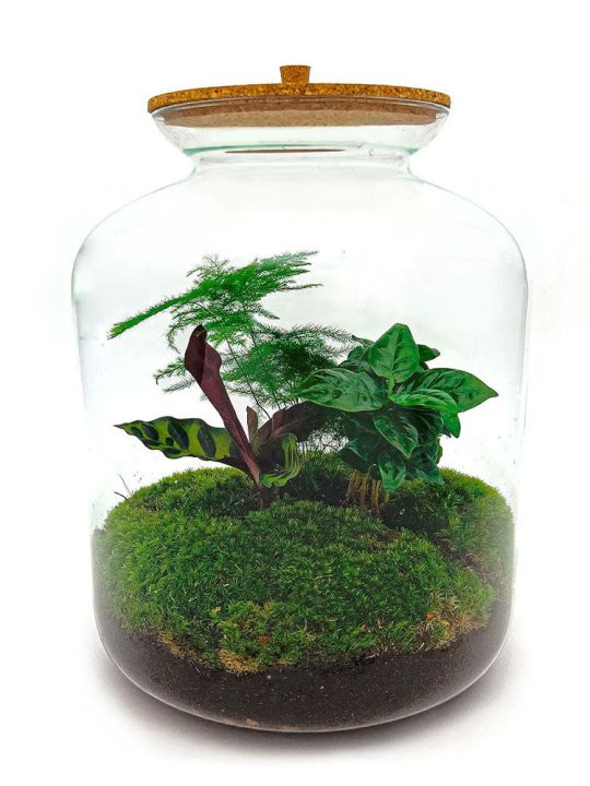 Vase Terrarium - 3 plantes