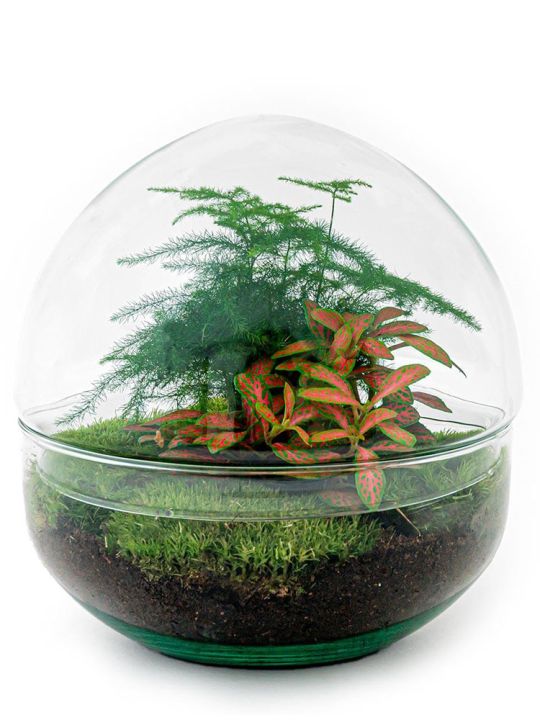 Biodome Terrarium - 2 plantes