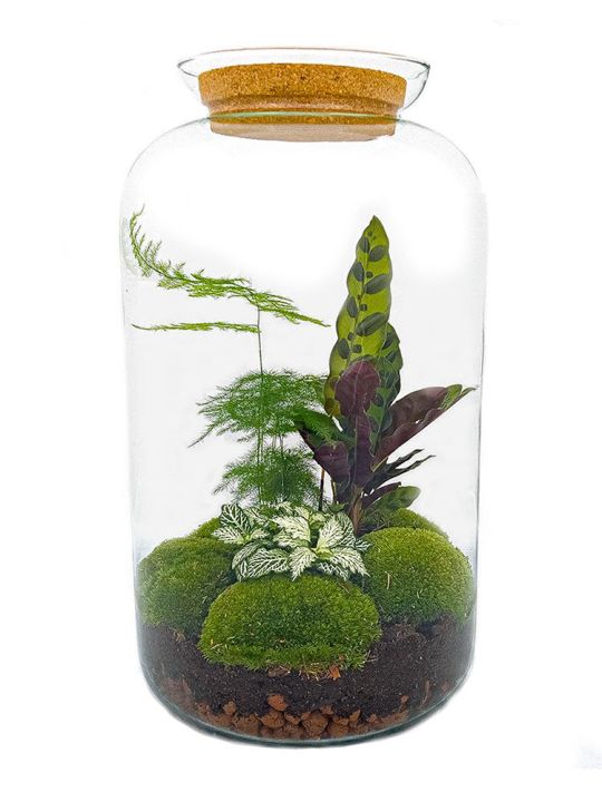 Cylinder Flaschengarten - 3 Pflanzen