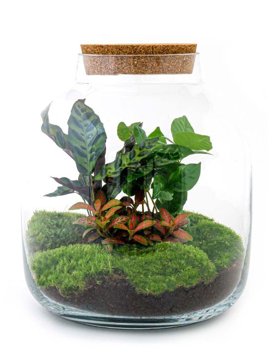 Billie Terrarium - 3 planten