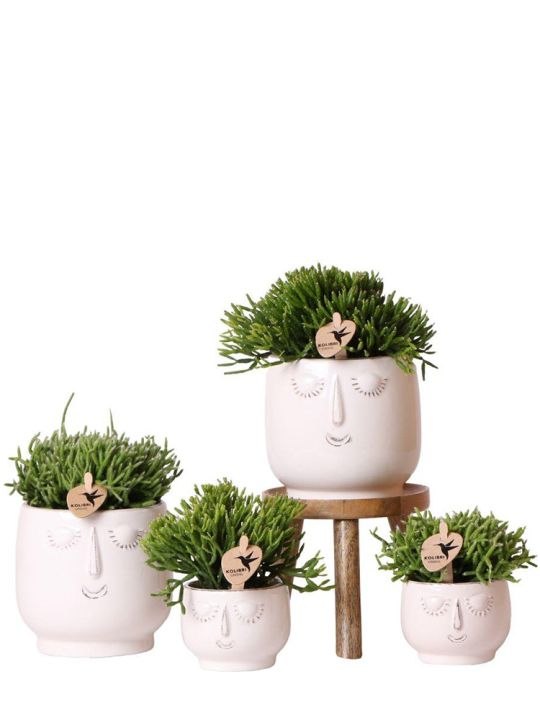 Rhipsalis Pflanzen set