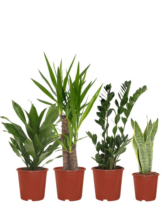 Set de plantes facile