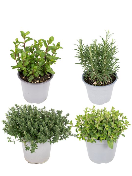 Herbs plant mix