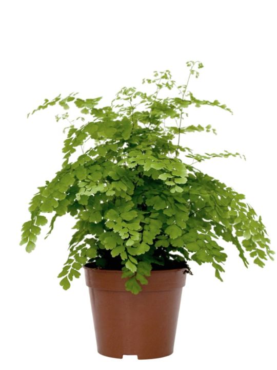 Adiantum Raddianum Fragrans