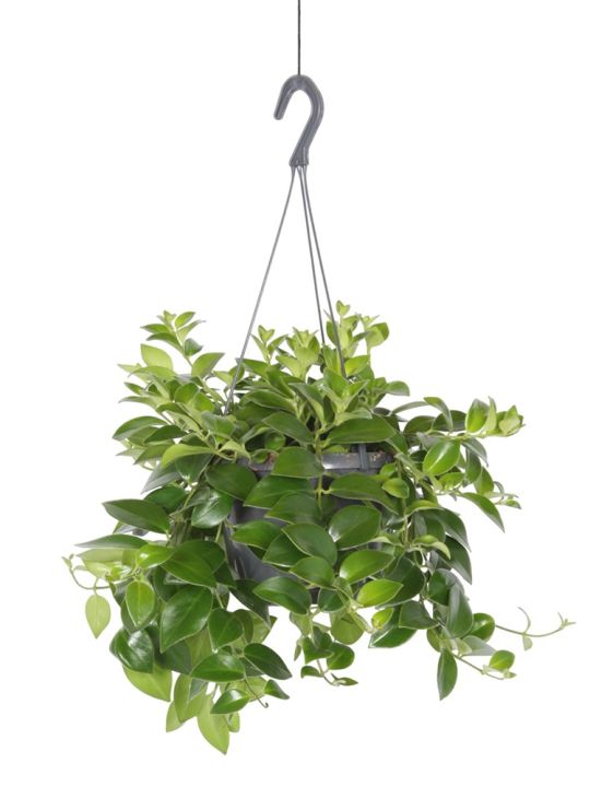 Aeschynanthus Mona Lisa