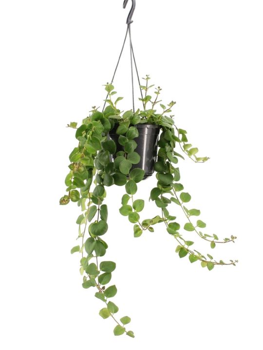 Aeschynanthus Pink Polka