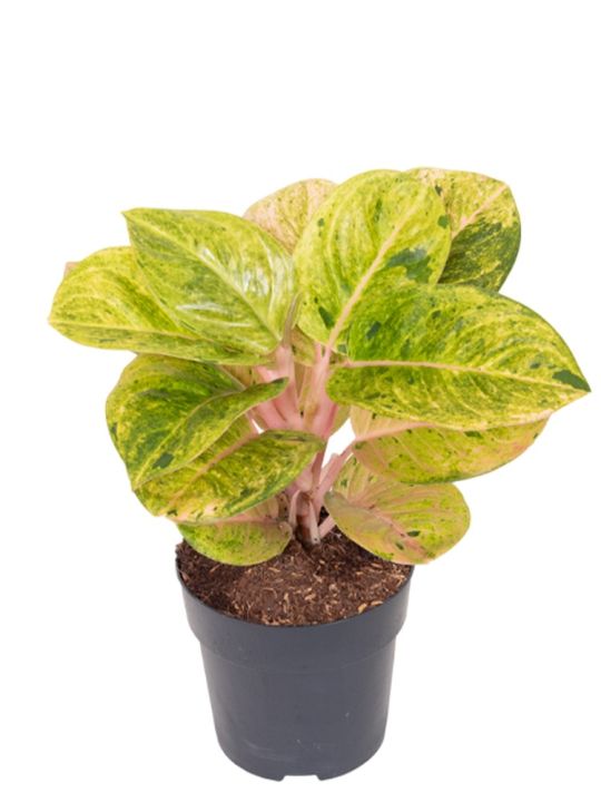 Aglaonema Apple Fantasy