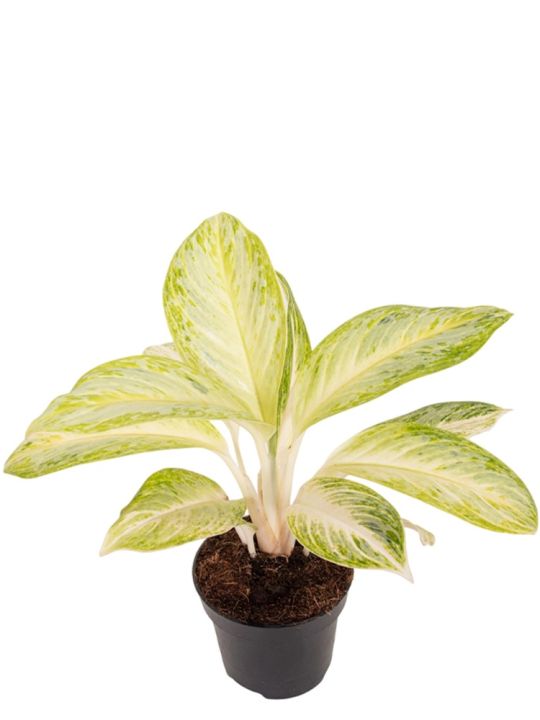 Aglaonema Arctic Lime