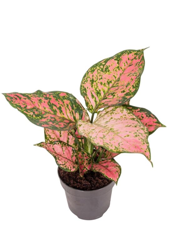 Aglaonema Crimson Love