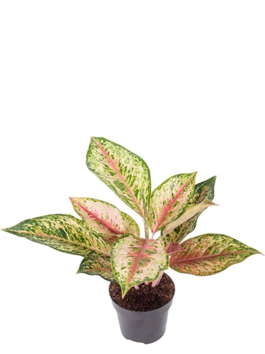 Aglaonema Painted Celebration