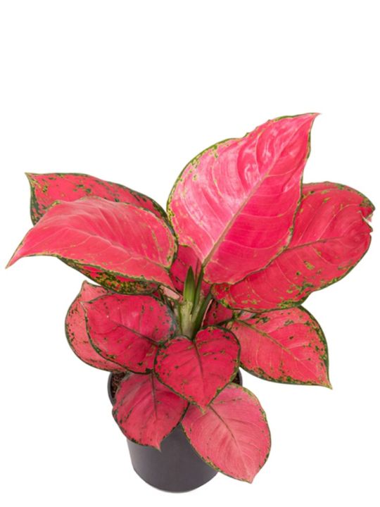 Aglaonema Red Joy