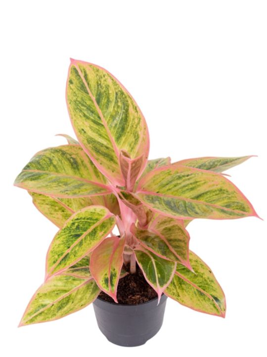 Aglaonema Salmon Fantasy