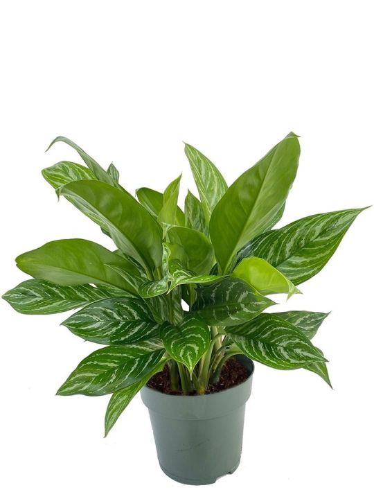 Aglaonema Stripes