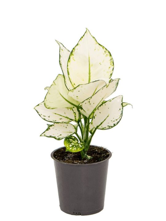 Aglaonema White Joy