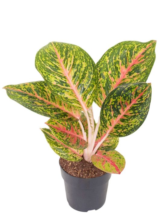 Aglaonema Spring Red