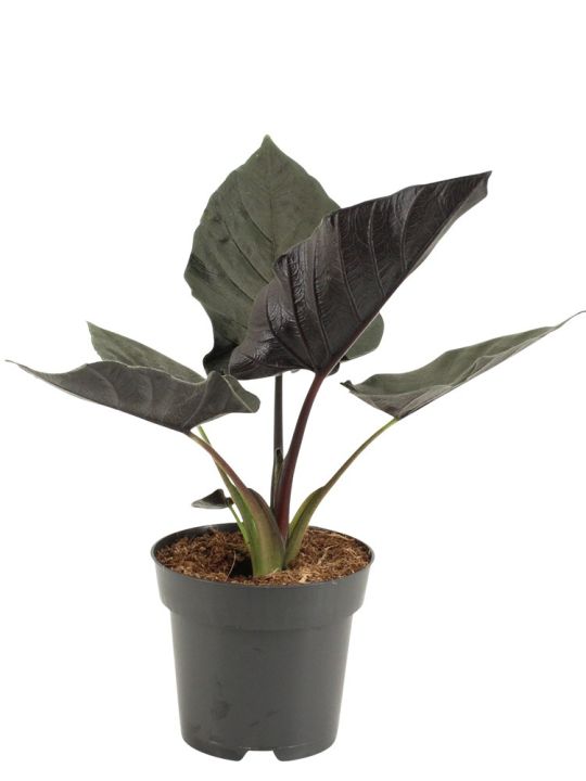 Alocasia Chienlii Antoro Velvet