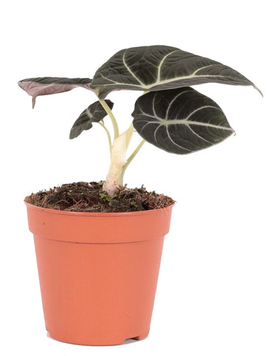 Alocasia Reginula Black Velvet