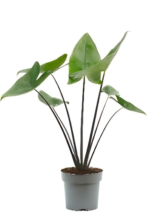 Alocasia Black Zebrina