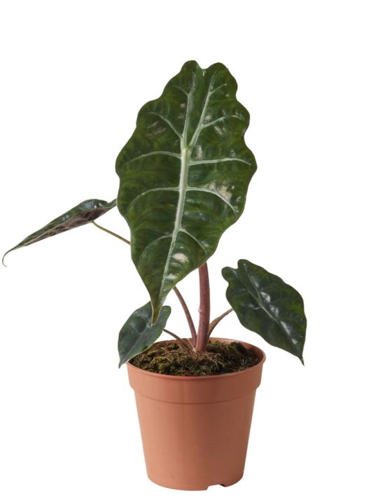 Alocasia Chantrieri