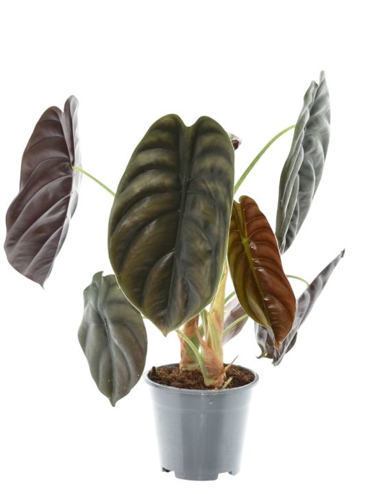 Alocasia Cuprea Red Secret