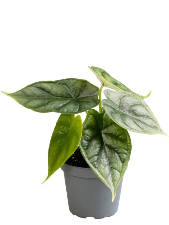 Alocasia Baginda Dragon Scale