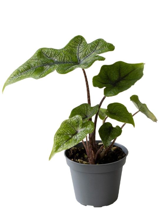 Alocasia Jacklyn