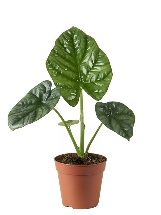 Alocasia Lukiwan