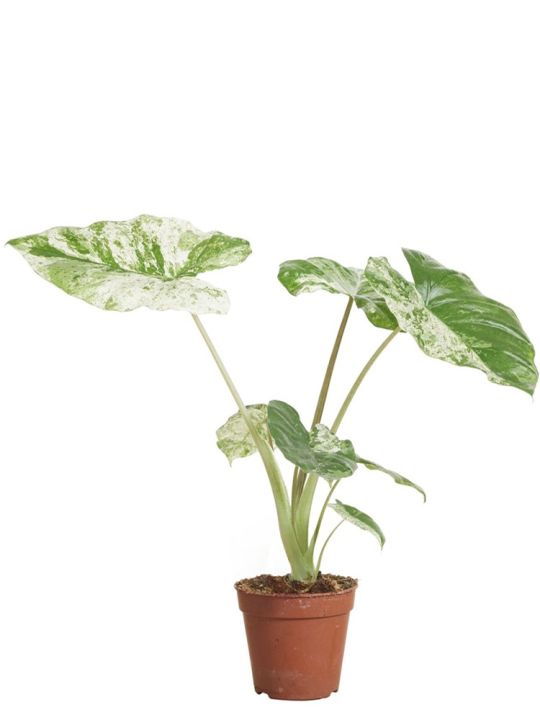 Alocasia Macrorrhiza Splash